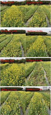 Calcium peroxide alleviates the waterlogging stress of rapeseed by improving root growth status in a rice-rape rotation field